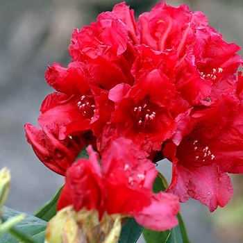 Rhododendron x ponticum 'Michael Waterer' 