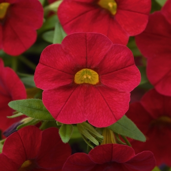 Calibrachoa 