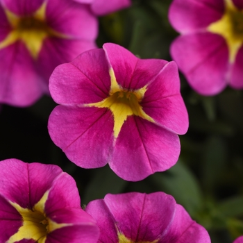 Calibrachoa Conga™ 'Pink Star'