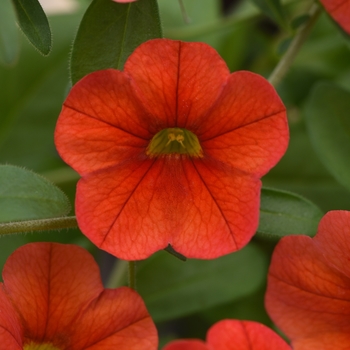 Calibrachoa 'Deep Orange' 