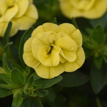 Calibrachoa 'Double Lemon' 