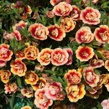 Calibrachoa 'Uno Double Orangetastic' 