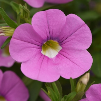 Calibrachoa 'Light Pink' 