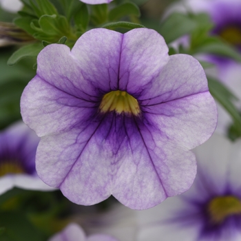 Calibrachoa 'Violet Ice' 