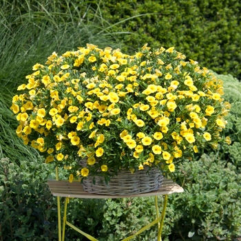 Calibrachoa 'Pure Yellow' 