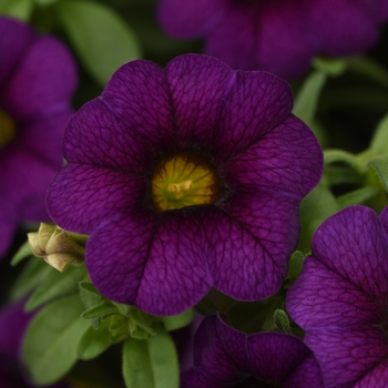 Calibrachoa 'Uno Dark Blue' 