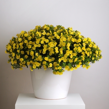 Calibrachoa 'Uno Double Lemon' 