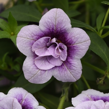 Calibrachoa MiniFamous® 'Uno Double Plumtastic'