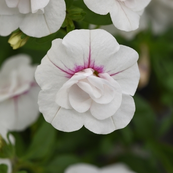 Calibrachoa 'Uno Double White Pink Whirl' 