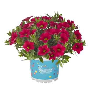 Calibrachoa Aloha Kona Cherry Red