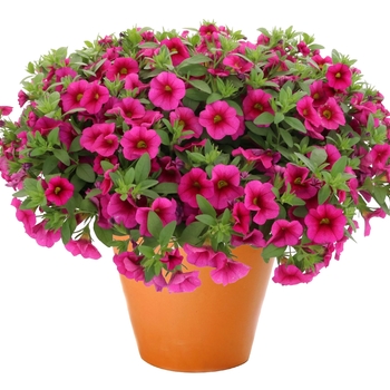 Calibrachoa Aloha Kona 'Fuchsia'