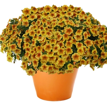 Calibrachoa Aloha Kona 'Honeycomb'