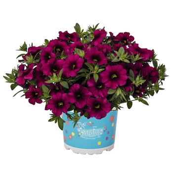 Calibrachoa 'Neon' 