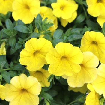 Calibrachoa Aloha Kona 'Yellow'