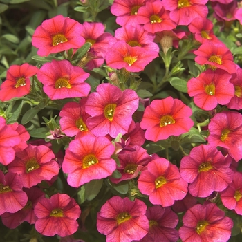 Calibrachoa 'Cherry Red' 