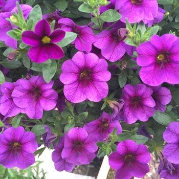 Calibrachoa Caloha® 'Classic Blue Velvet'