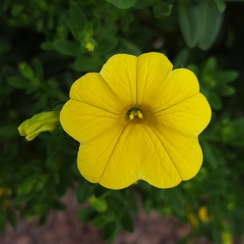 Calibrachoa 'Classic Lime Yellow' 