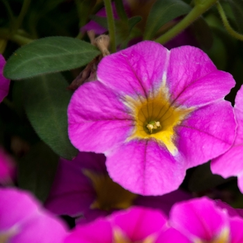 Calibrachoa Caloha® 'Classic Pink Hot Yellow Eye'