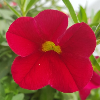 Calibrachoa Caloha® 'Classic Red Real'