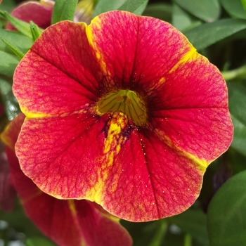 Calibrachoa Caloha® 'Classic Red Yellow Star'