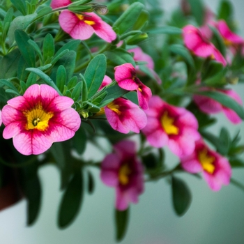 Calibrachoa 'Classic Tricolor' 