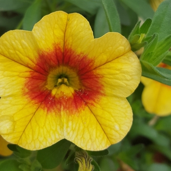 Calibrachoa 'Classic Yellow Red Ring' 