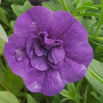 Calibrachoa 'Double Blue' 