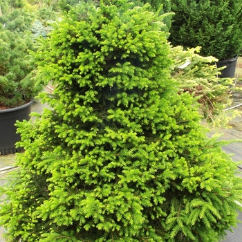 Picea orientalis 'Losely' 