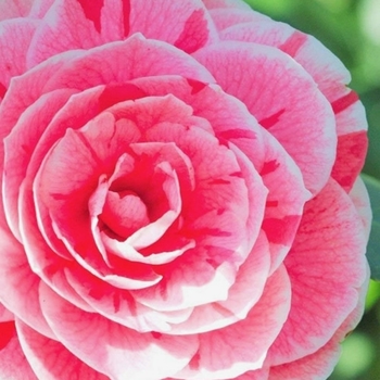 Camellia japonica 'Dad's Pink' 