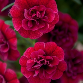 Calibrachoa 'Double Dark Red' 