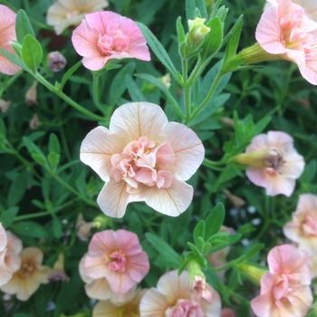 Calibrachoa 'Double Peach' 