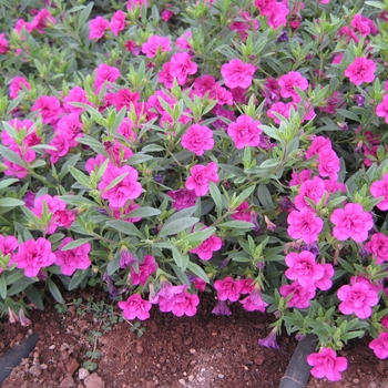 Calibrachoa Caloha® 'Double Rose'