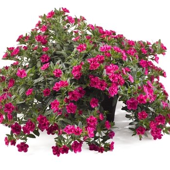 Calibrachoa Caloha® 'Double Rose Marble'