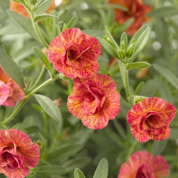 Calibrachoa 'Double TerraCotta' 