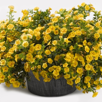 Calibrachoa 'Double Yellow' 