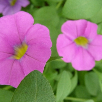 Calibrachoa Caloha® 'Grand Pink'