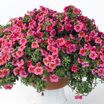 Calibrachoa Caloha® 'Rose Improved'