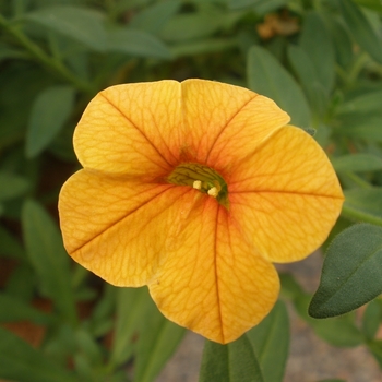 Calibrachoa Caloha® 'Shiny Orange'