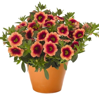 Calibrachoa 'Hula Orange' 