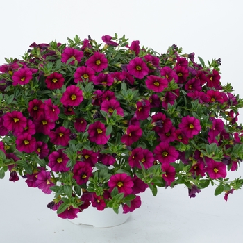 Calibrachoa 'Mega Magenta' 