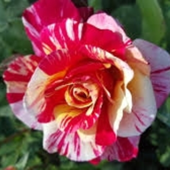 Rosa 'Maurice Utrillo' 