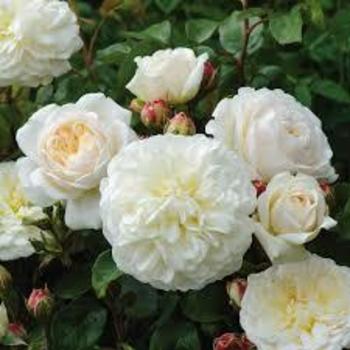 Rosa 'Tranquillity' 