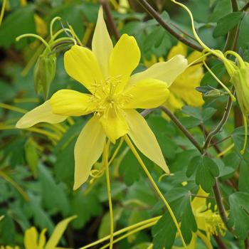 Aquilegia longissima 'Swallowtail®' 