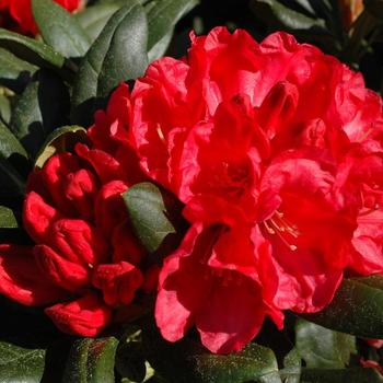 Rhododendron 'Bruce Briggs' 