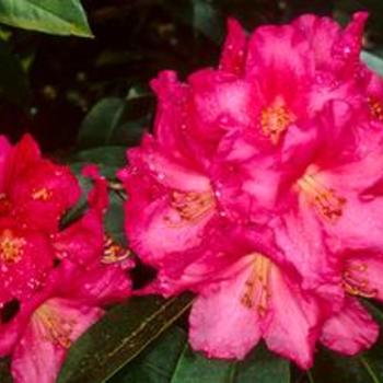 Rhododendron 'Denali' 