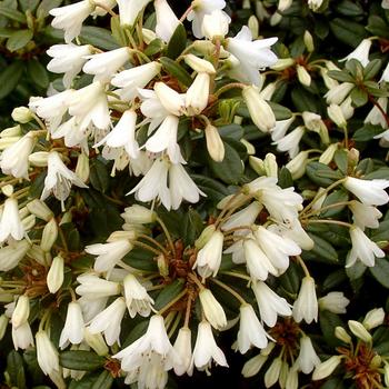 Rhododendron 'Egret' 