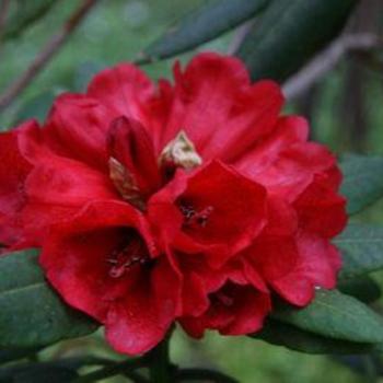 Rhododendron 'Grenadier' 