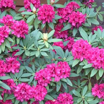 Rhododendron 'Maz Sye' 