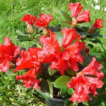 Rhododendron 'Scarlet Wonder' 