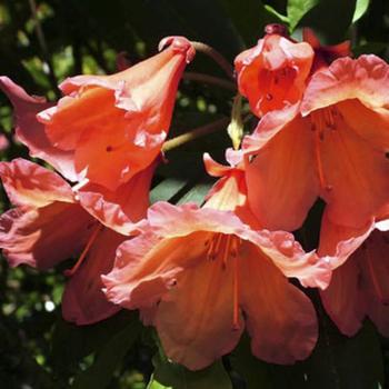 Rhododendron 'Solid Copper' 